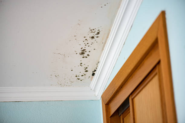 Best DIY Mold Remediation Support Services in Rock Springs, WY
