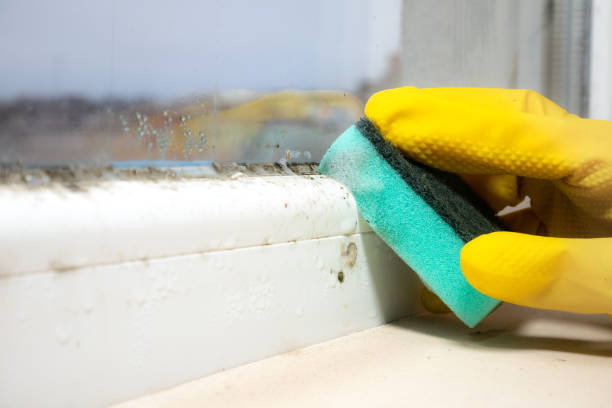 Best Commercial Mold Remediation in Rock Springs, WY