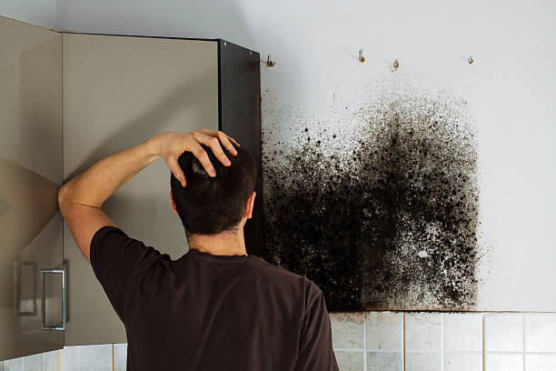 Best DIY Mold Remediation Support Services in Rock Springs, WY