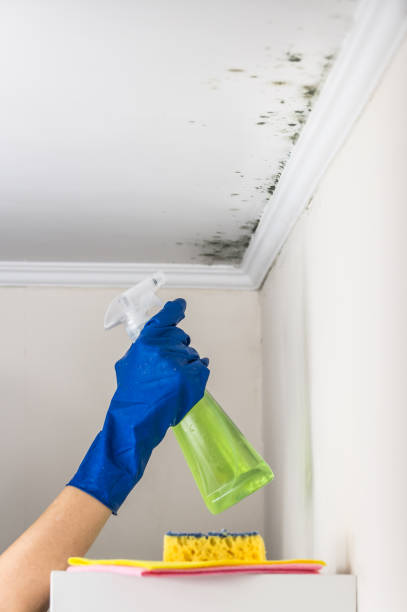 Best Crawl Space Mold Remediation in Rock Springs, WY