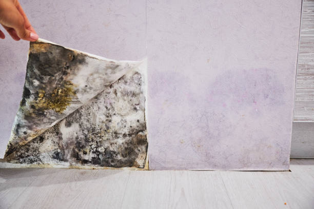 Best Post-Remediation Services in Rock Springs, WY